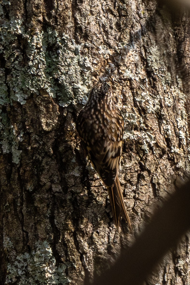 Brown Creeper - ML645663482