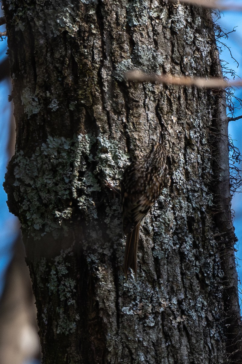 Brown Creeper - ML645663483