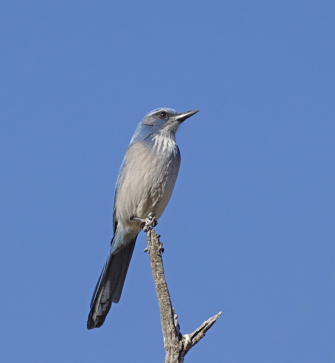 Woodhousehäher - ML645663496