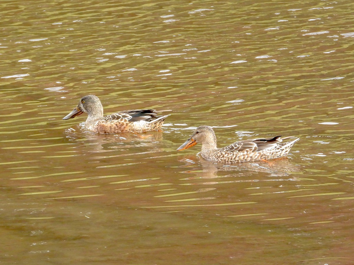 Northern Shoveler - ML645663497