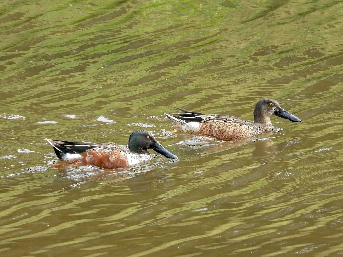 Northern Shoveler - ML645663498