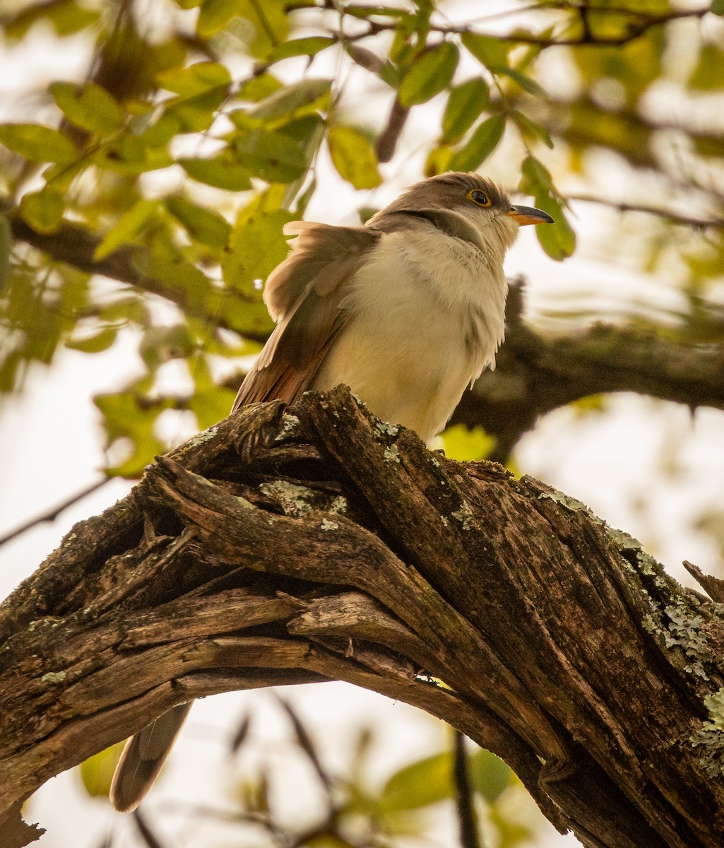Yellow-billed Cuckoo - ML645663508