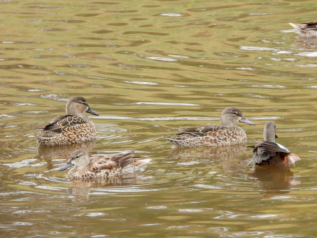 Blauflügelente - ML645663516