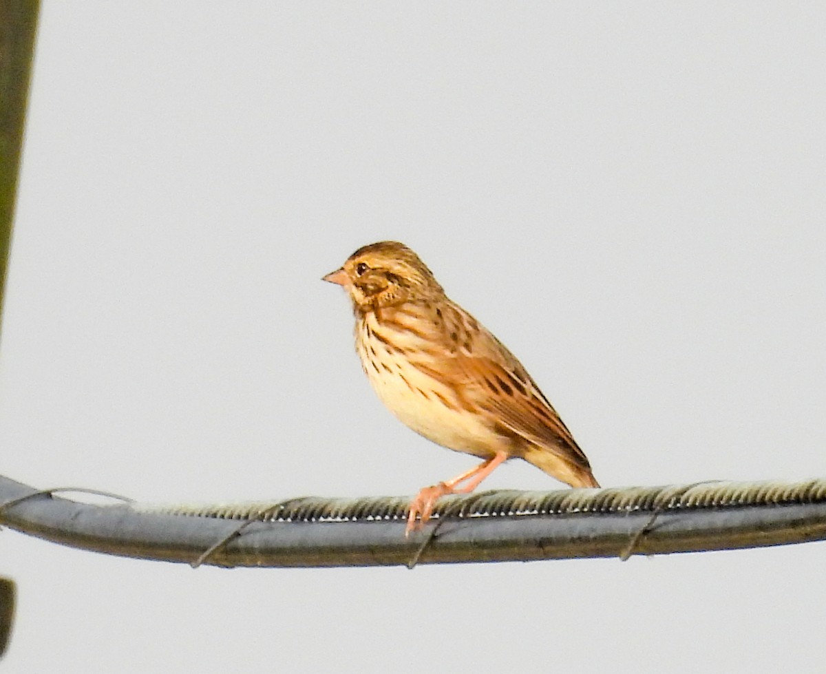 Grasammer - ML645663517