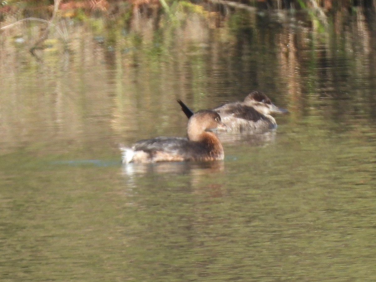 Bindentaucher - ML645663518