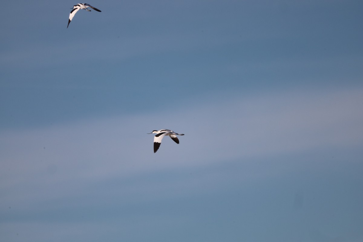 Säbelschnäbler - ML645663519