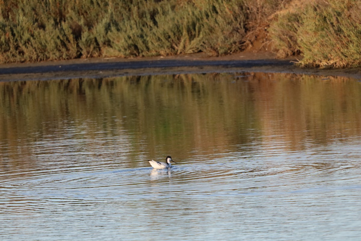 Säbelschnäbler - ML645663520