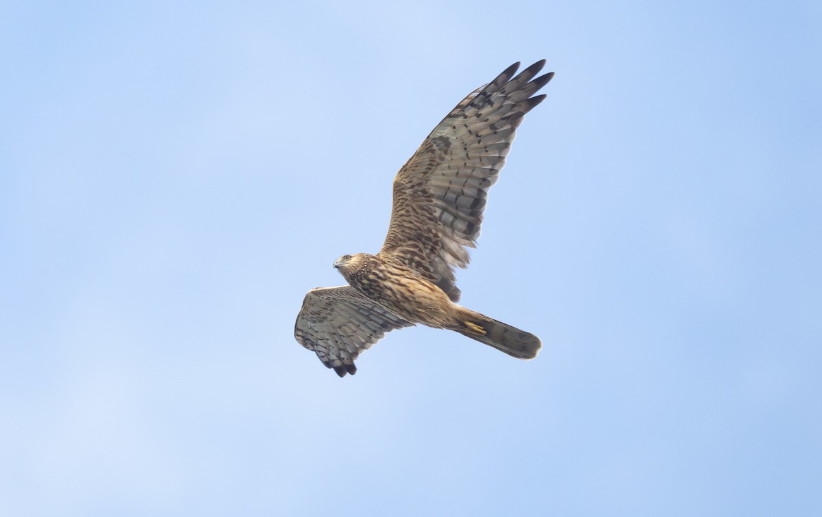 Elsterweihe - ML645663523