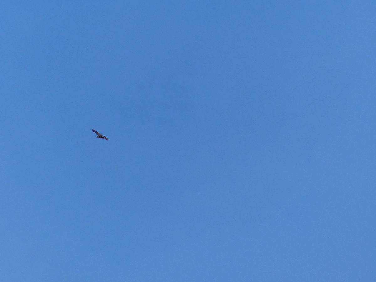 Rotschwanzbussard - ML645663524