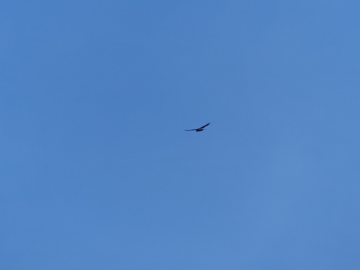 Rotschwanzbussard - ML645663525