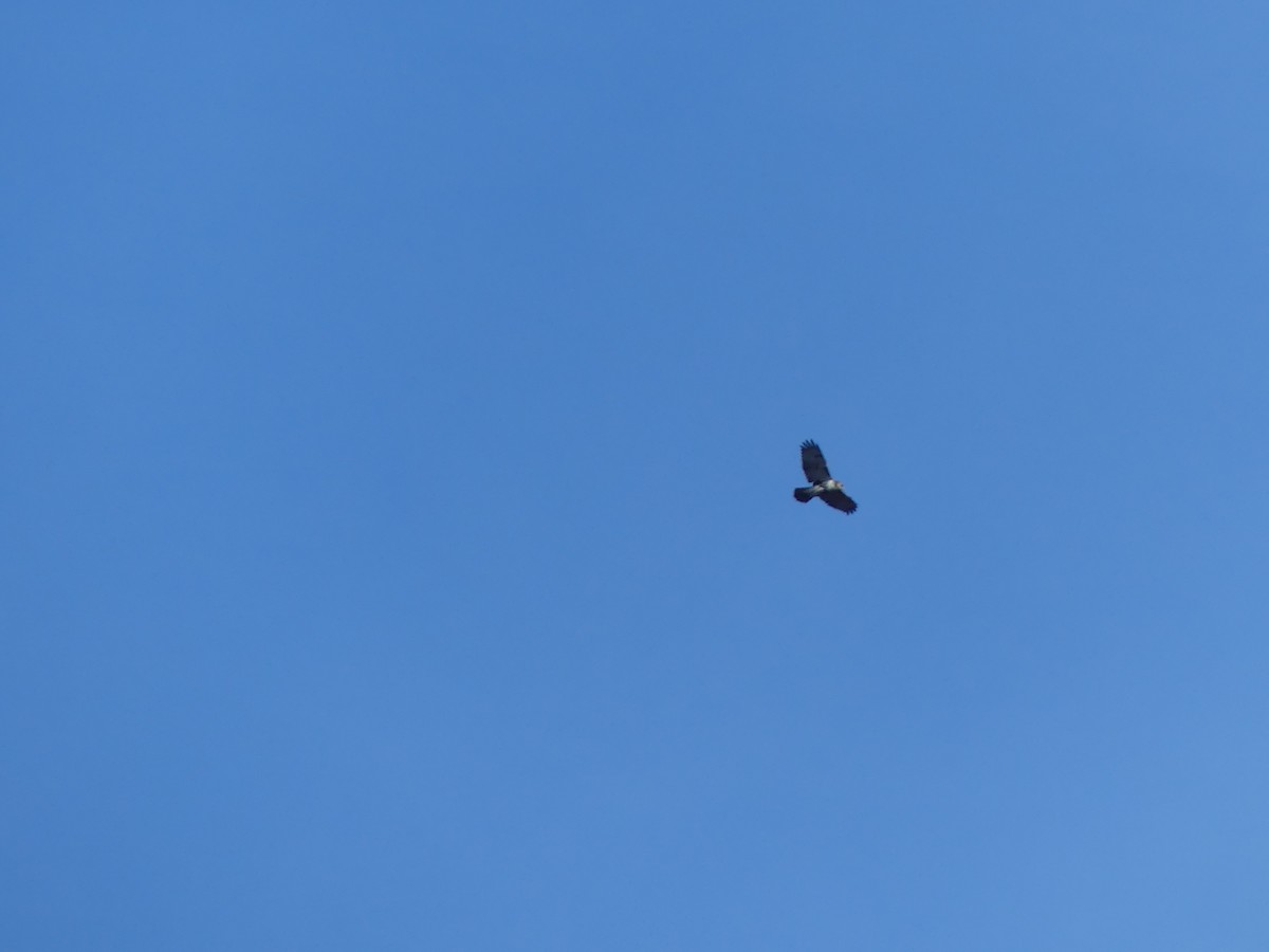 Rotschwanzbussard - ML645663526