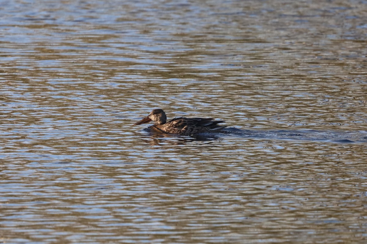 Löffelente - ML645663527