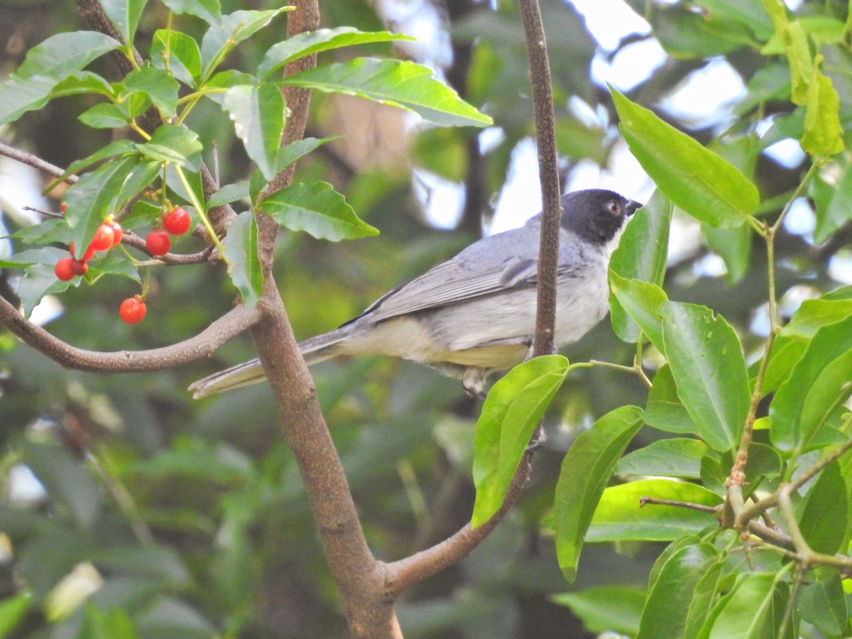 Schwarzwangen-Finkentangare - ML645663528