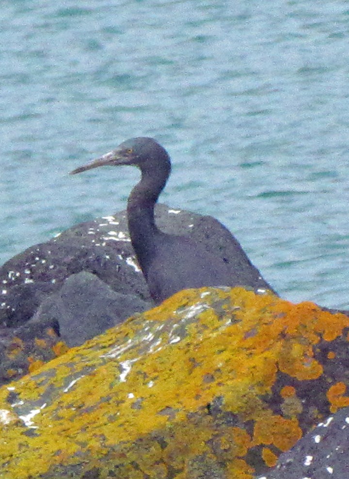 Riffreiher - ML645663529