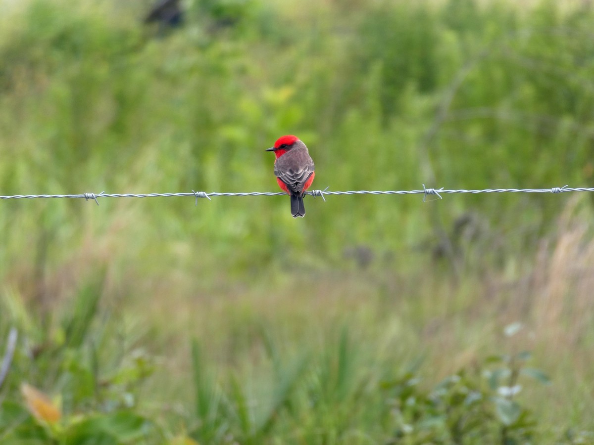 Rubintyrann - ML645663530