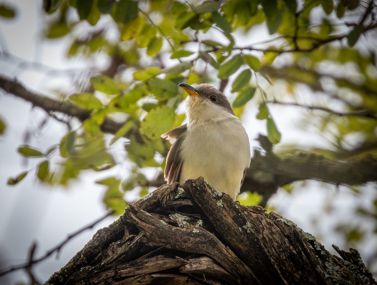 Gelbschnabelkuckuck - ML645663531