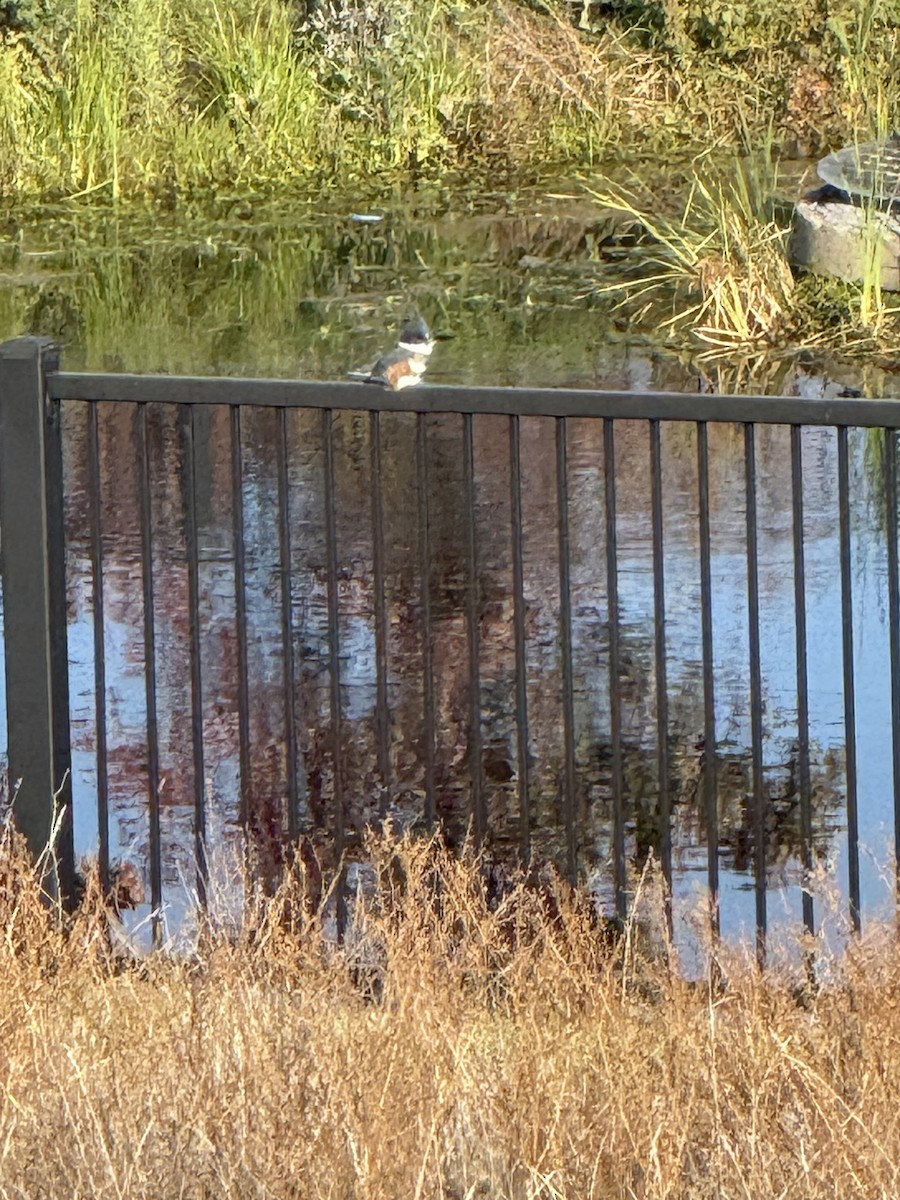 Gürtelfischer - ML645663533