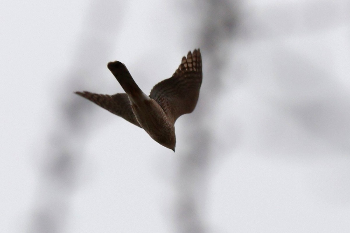 Eckschwanzsperber - ML645663534