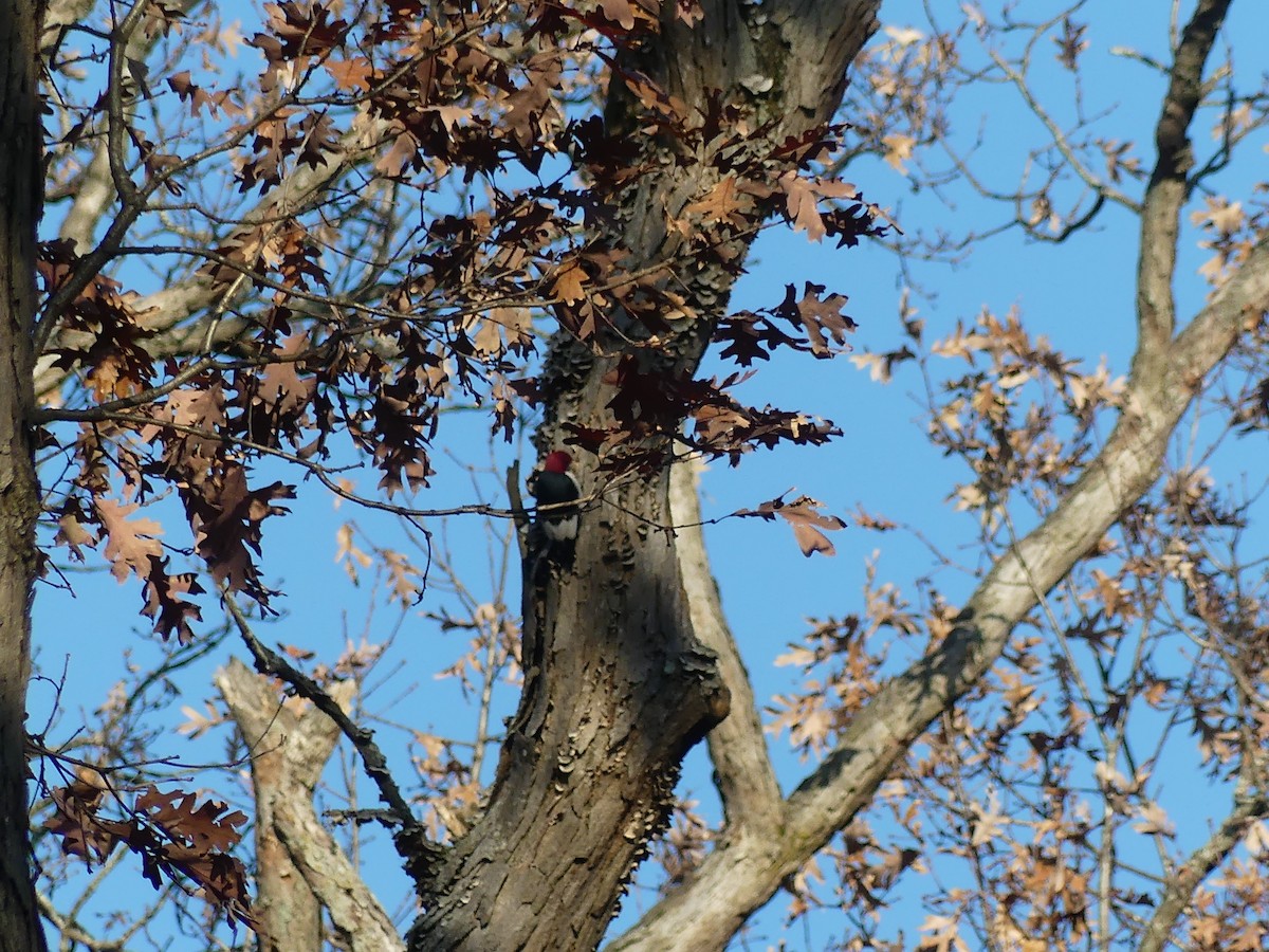 Rotkopfspecht - ML645663536