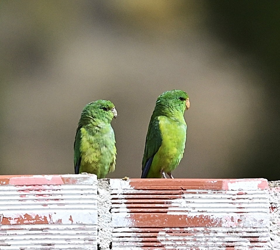 Zitronensittich - ML645663537