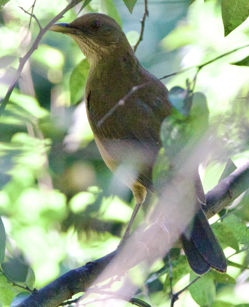 Gilbdrossel - ML645663538