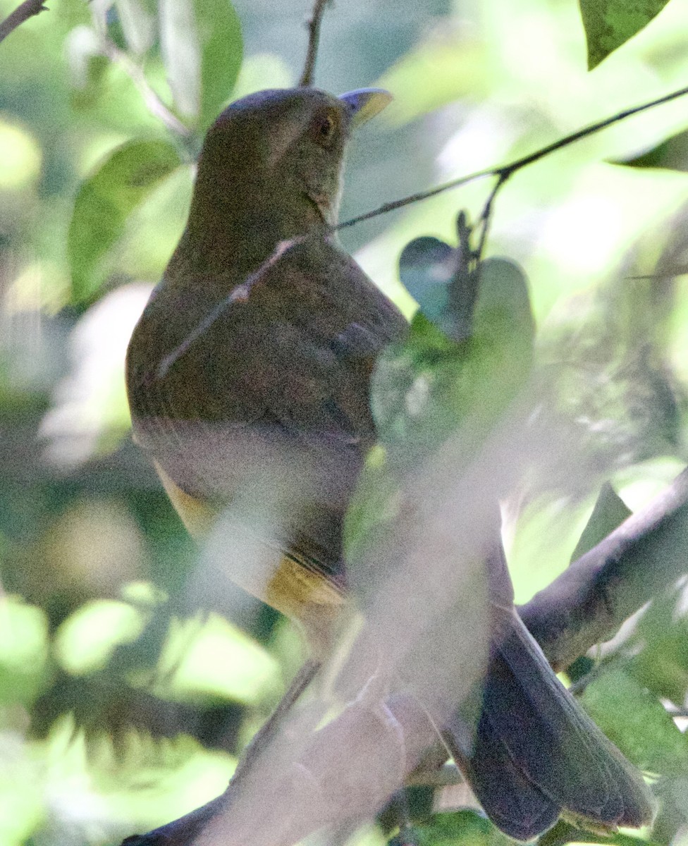 Gilbdrossel - ML645663539