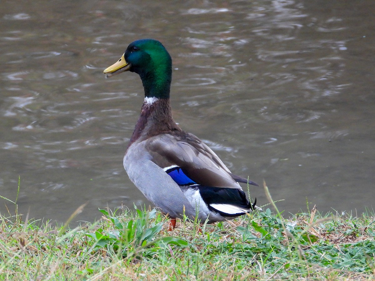 Stockente - ML645663540