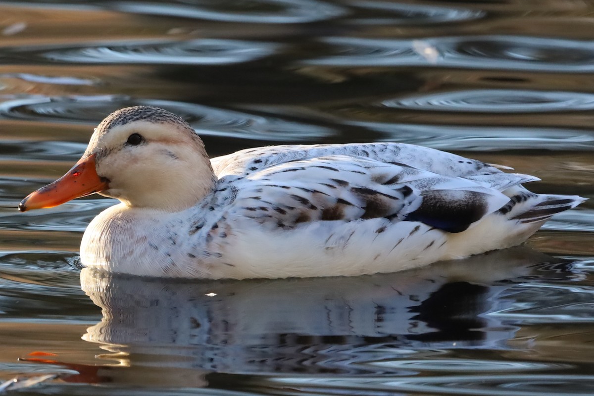 Fehlfarben-Stockente/Hausente - ML645663541