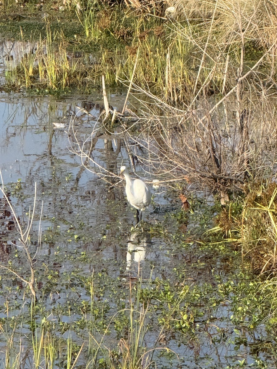 Silberreiher - ML645663542