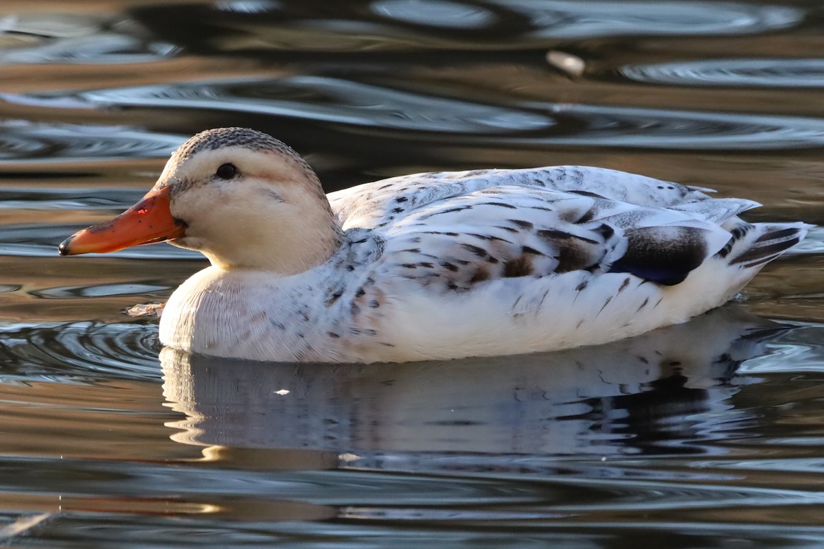 Fehlfarben-Stockente/Hausente - ML645663545