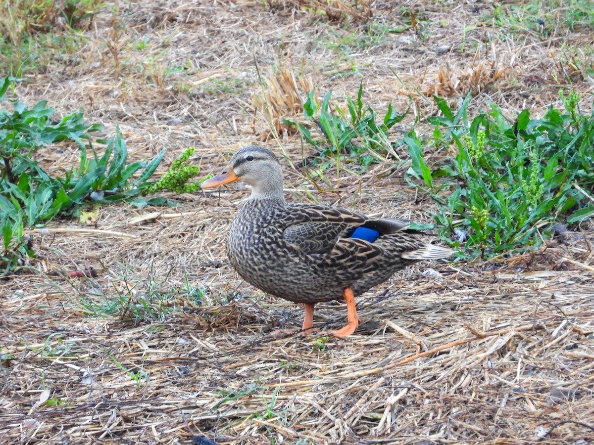 Mottled Duck - ML645663558
