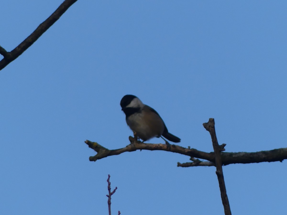 Mésange à tête noire - ML645663566