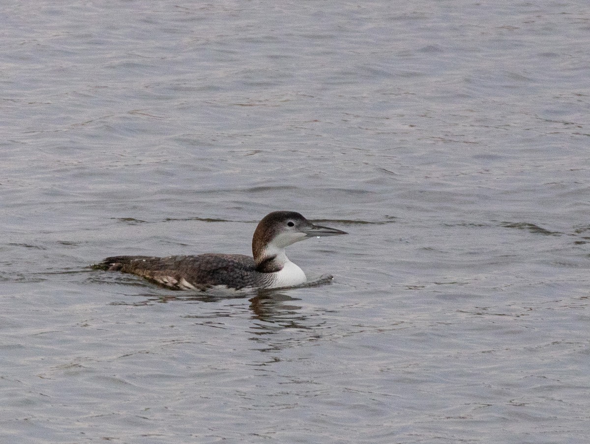 potáplice lední - ML645663568