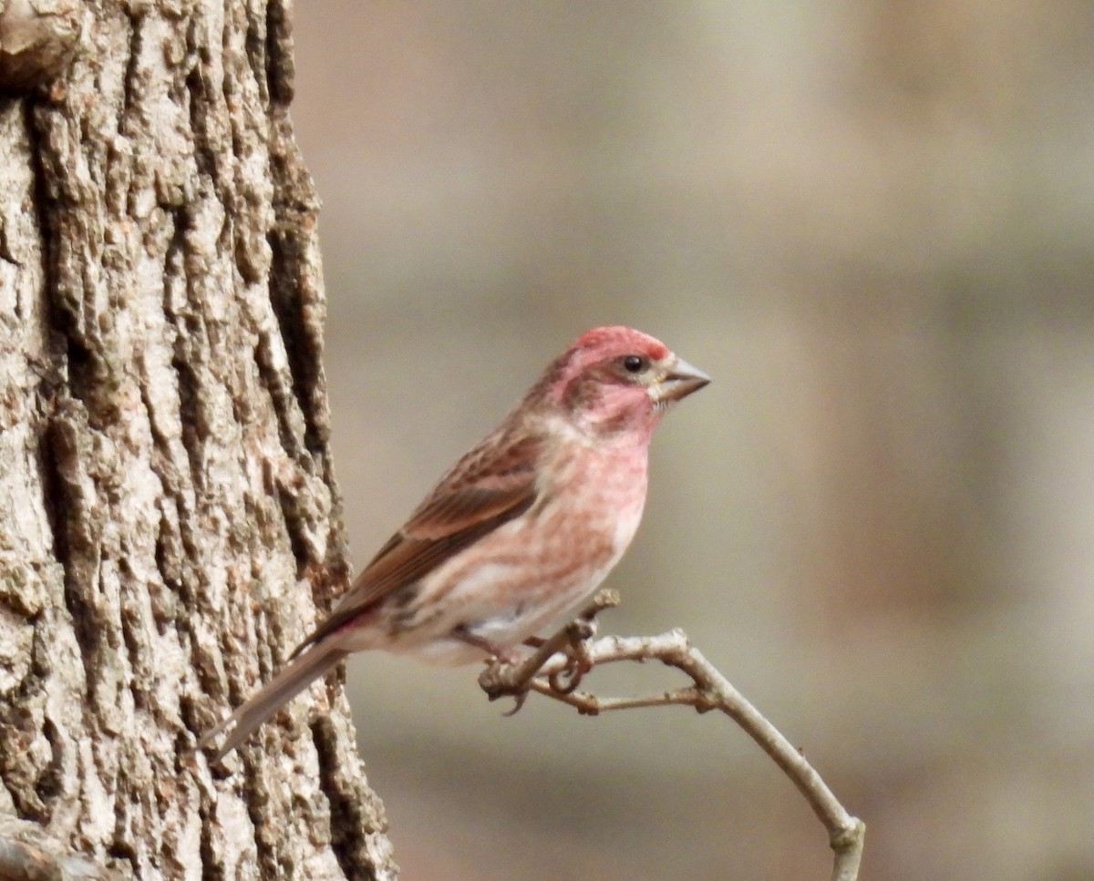 Чечевиця кармінова - ML645663570