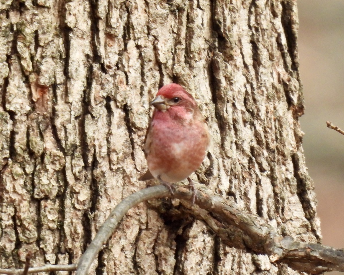 Чечевиця кармінова - ML645663571