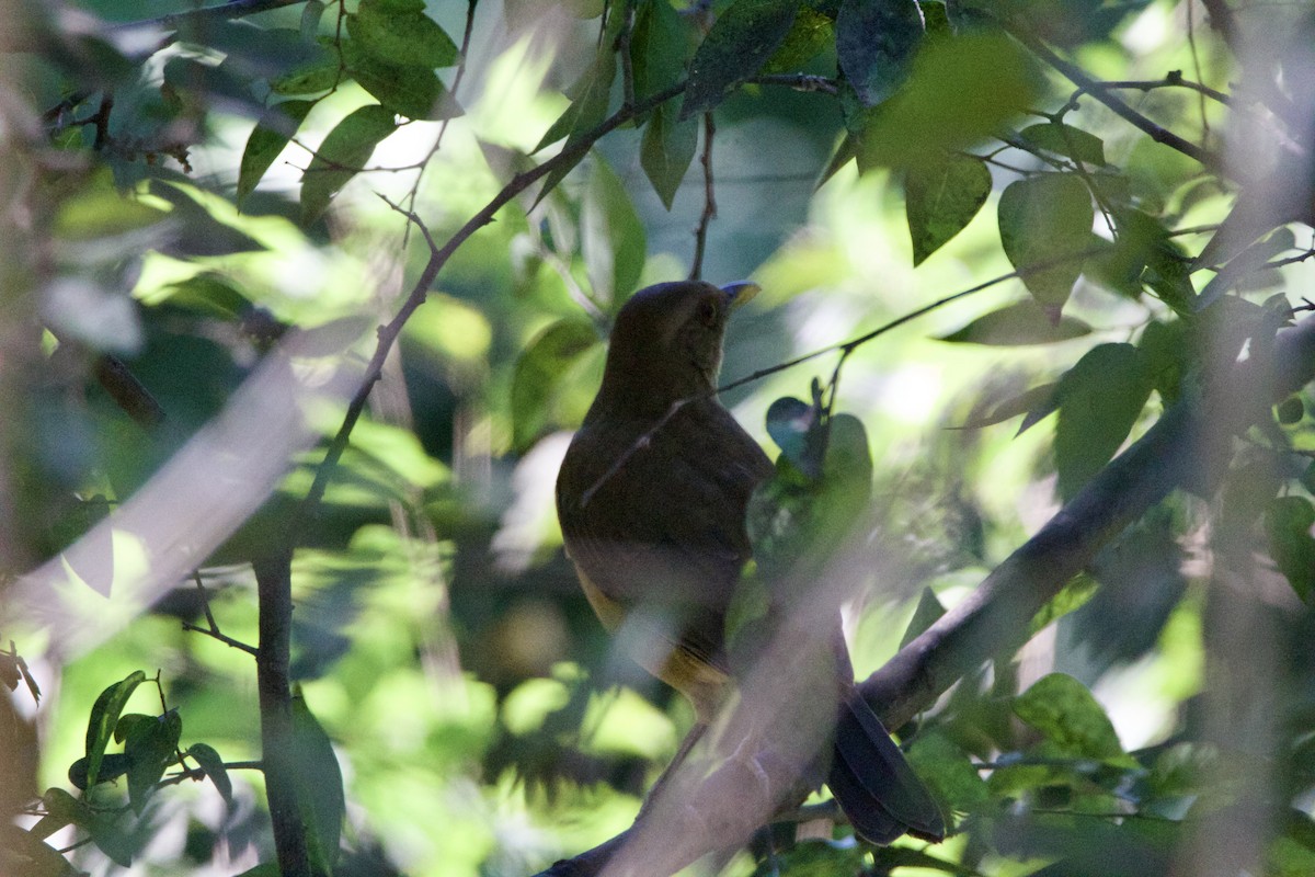 Merle fauve - ML645663572