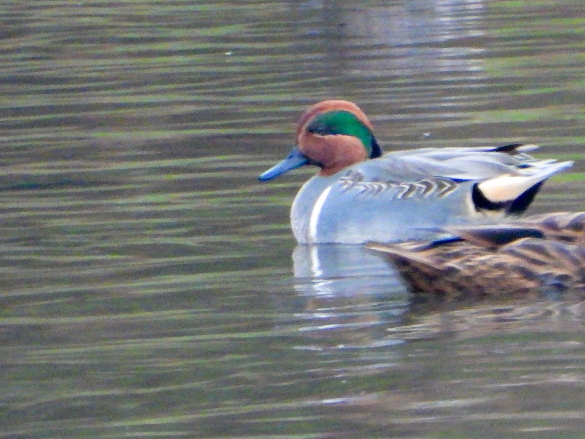Green-winged Teal - ML645663580