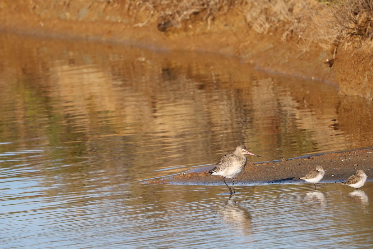 Black-tailed Godwit - ML645663618