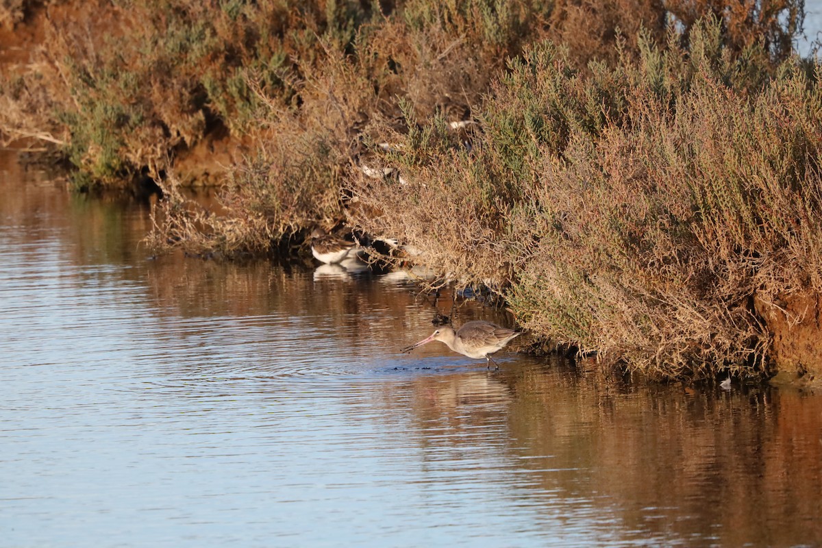 Black-tailed Godwit - ML645663619