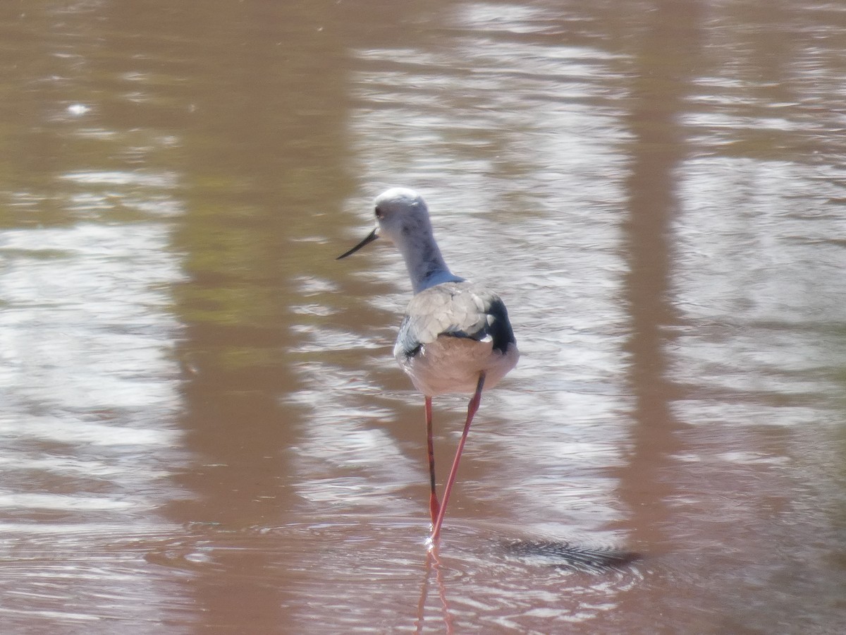 Zankaluze eurasiarra - ML645663620