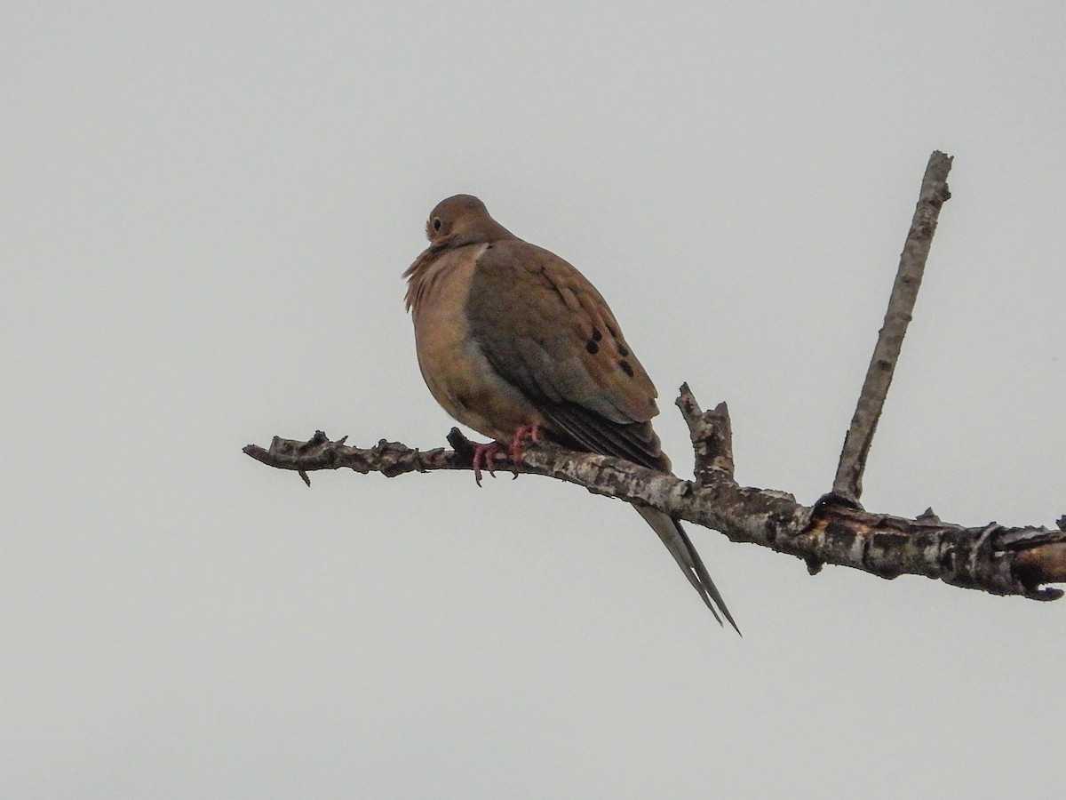 Mourning Dove - ML645663621
