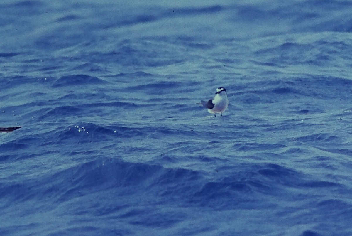 Bridled Tern - ML645663622