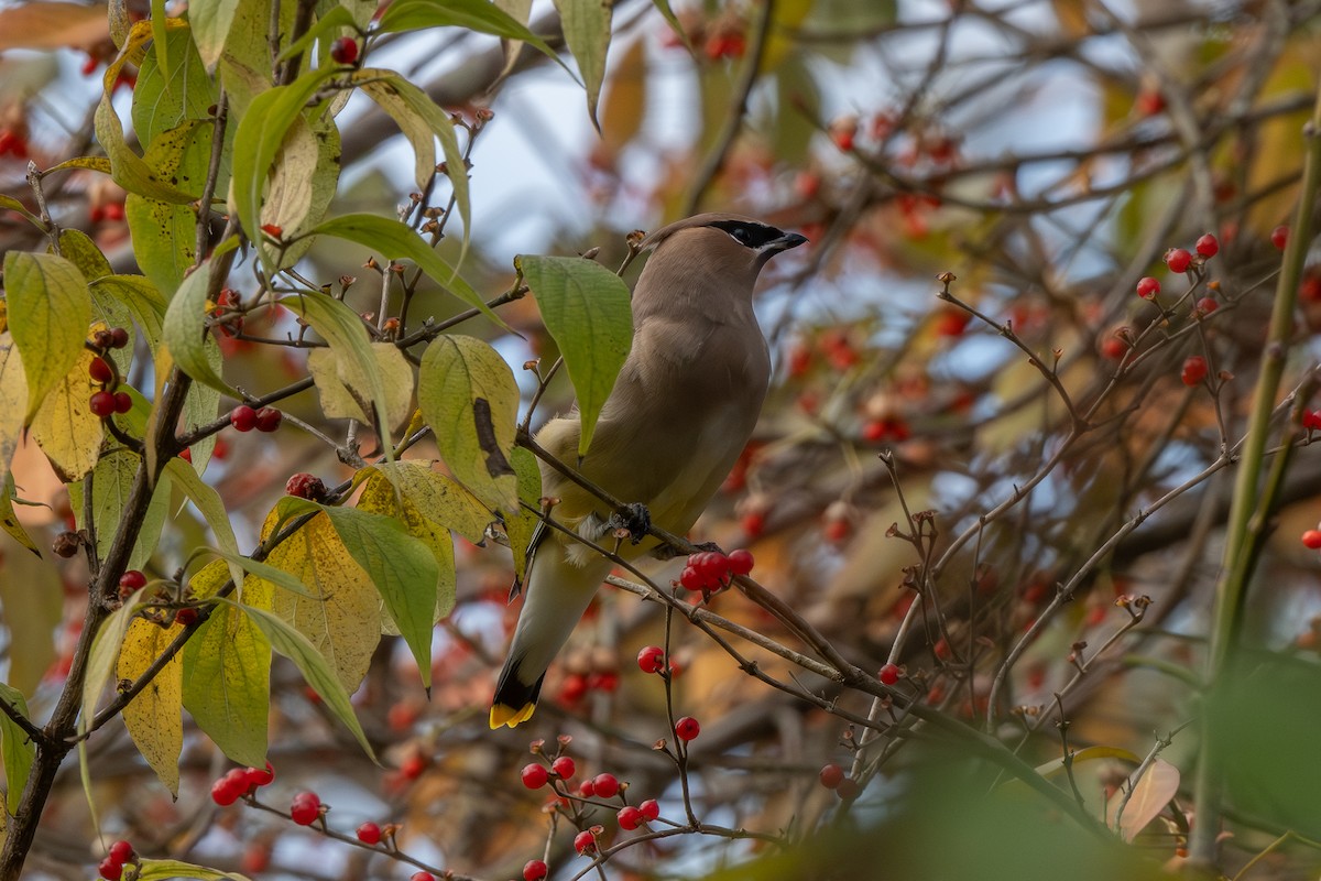Jaseur d'Amérique - ML645663650