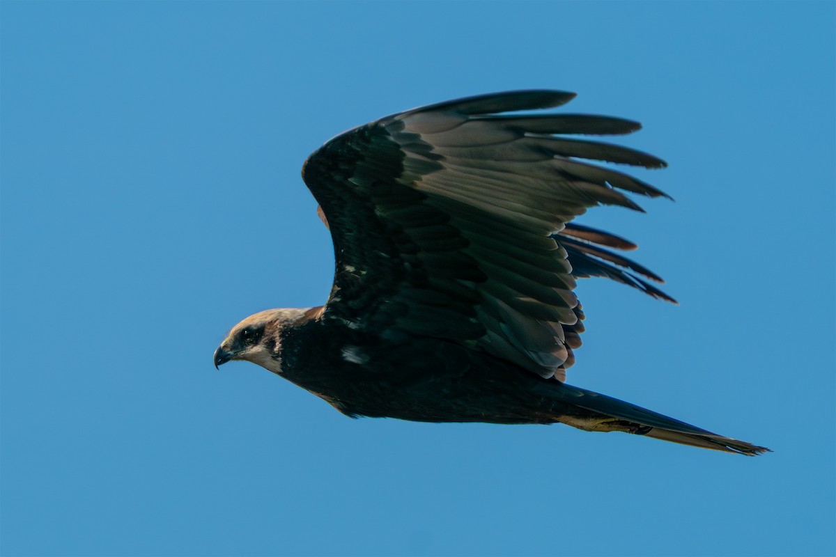 西方澤鵟 - ML645663655