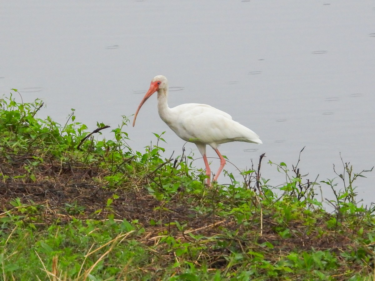 White Ibis - ML645663659