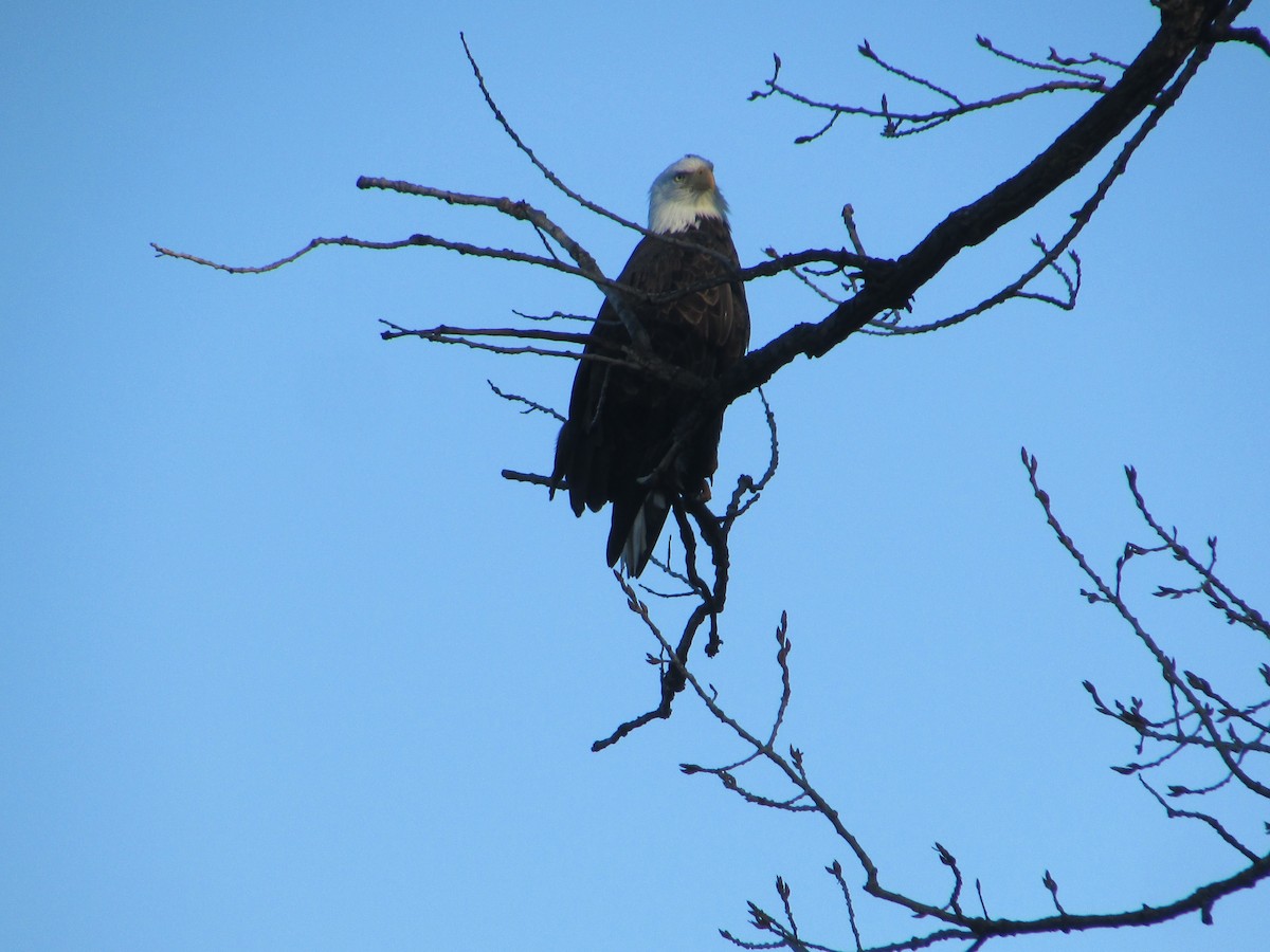 Bald Eagle - ML645663665