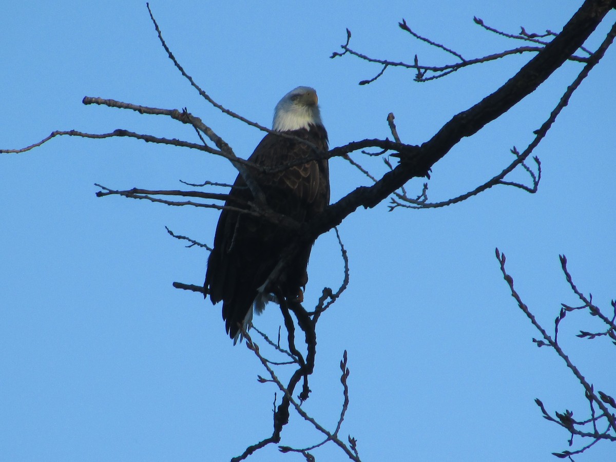 Орлан білоголовий - ML645663667