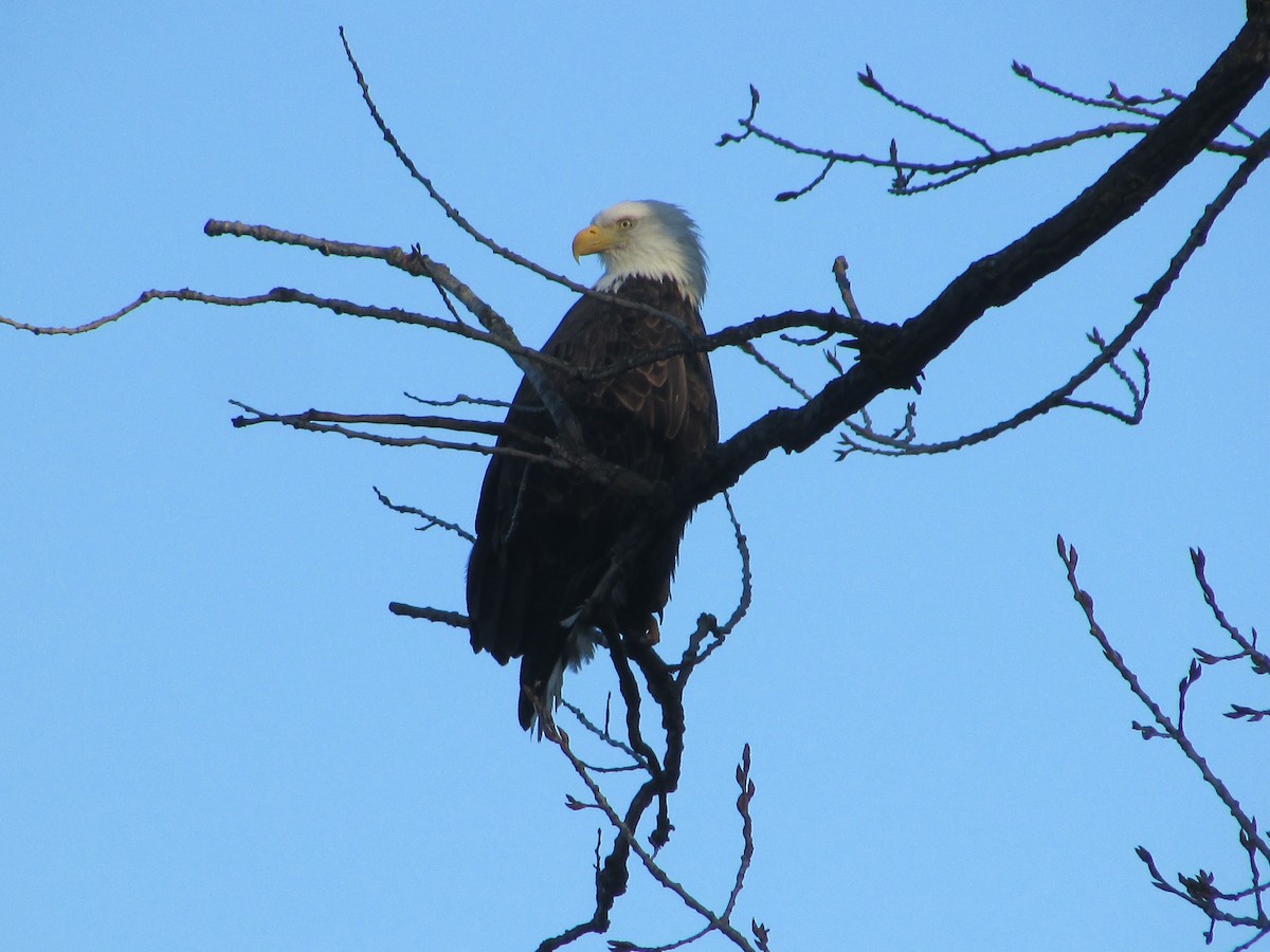Bald Eagle - ML645663668