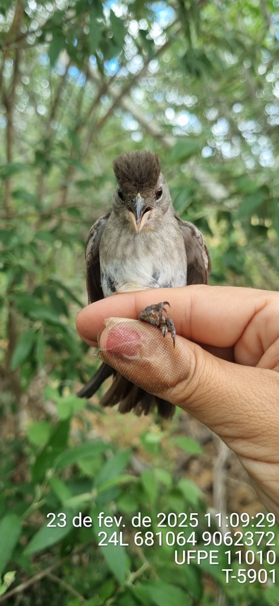 Червоночубик сірий - ML645663670