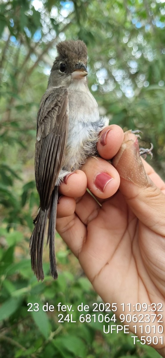 Червоночубик сірий - ML645663673